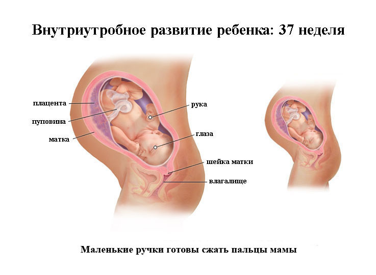 Потеря Веса На 39 Неделе