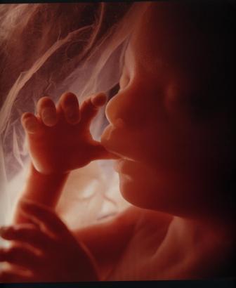 Фото развития малыша от зачатия до рождения