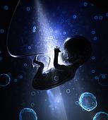 ► Внутриутробное развитие плода с первых дней беременности