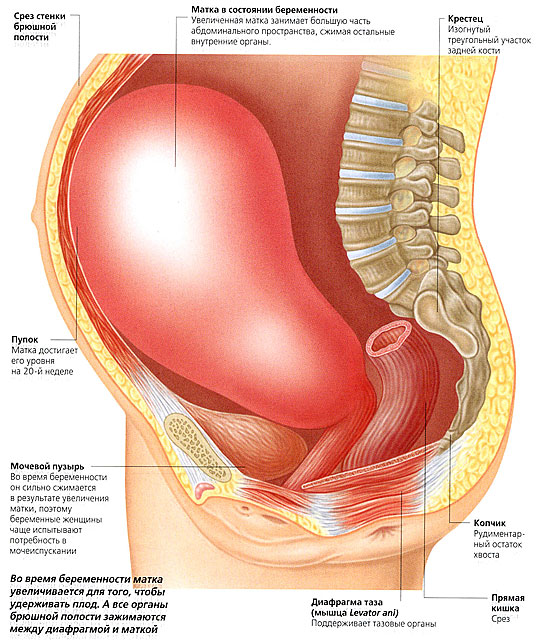 ► Как выглядит матка во время беременности?