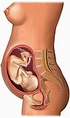 ► Какие выделения во втором триместре беременности норма, а какие – патология?