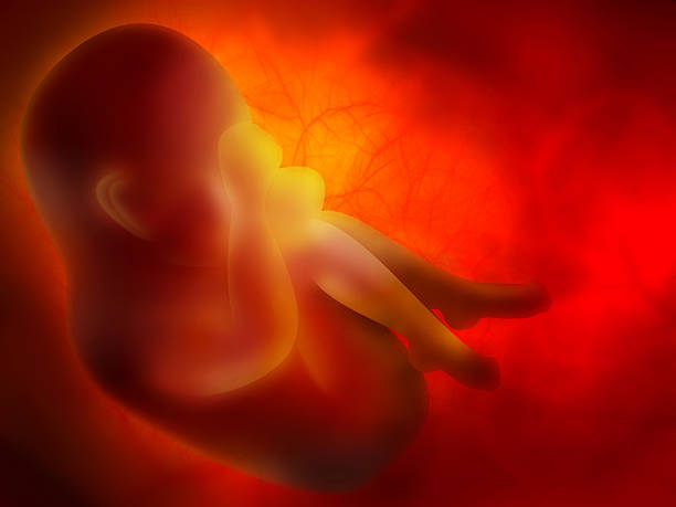 ► Что происходит на 17 неделе беременности с плодом? Представляем ощущения беременной на сроке 17 недель от зачатия!