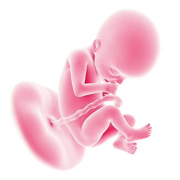 ► Что происходит на 22 неделе с малышом и мамой? Представляем ощущения беременной в 22 недели от зачатия, размеры плода!