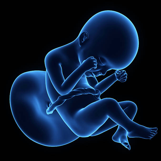 ► Что происходит на 24 неделе беременности с малышом и мамой? Представляем размер плода, ощущения беременной в 24 недели от зачатия!