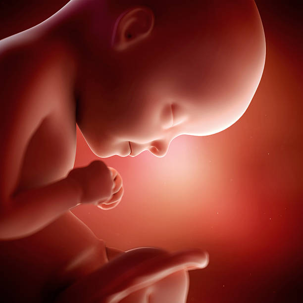 ► Что происходит на 29 неделе беременности с малышом и мамой? Представляем ощущения беременной в 29 недель от зачатия, вес, рост, шевеления плода!