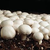 грибы рецепты
