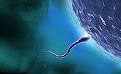В первый день беременности сперматозоид соединяется с яйцеклеткой