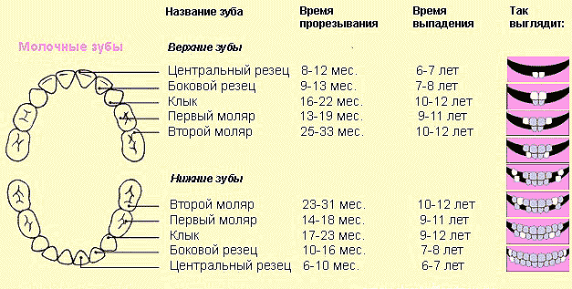 прорезывание зубов, порядок прорезывания зубов, сроки прорезывания зубов