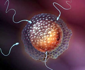 ► Сперматозоиды атакуют яйцеклетку, чтобы зачать мальчика или девочку
