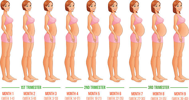 Сколько длится беременность 9 или 10 месяцев. Беременность по месяцам