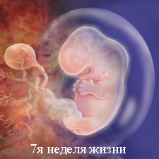 Календарь беременности по месяцам ► Развитие беременности по месяцам с 1 по 9