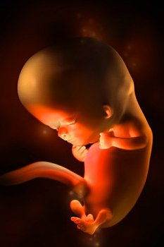 ► На каком сроке беременности можно точно узнать пол будущего ребенка по УЗИ?