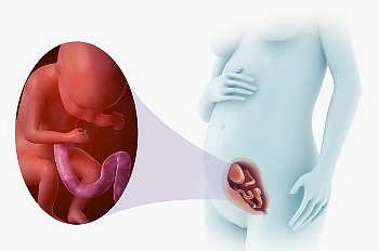 ► На каком сроке будущая мама может почувствовать первое шевеление плода при первой, второй беременности?