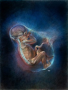 Плацента по передней стенке ► Что это значит, если плацента при беременности расположена по передней стенке матки?