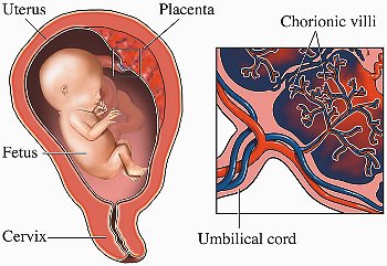 ► Предлежание плаценты – что это такое, и чем опасно? Каковы причины низкого, краевого, полного предлежания плаценты при беременности?