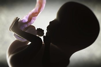 Развитие ребенка в утробе матери по неделям ► Этапы развития плода в утробе матери по неделям беременности