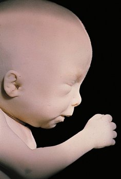 Шевеления плода ► На каком сроке ощущают первые шевеления плода первородящие, повторнородящие в норме?