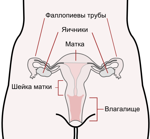 ► Какая длина цервикального канала при беременности норма? Что делать при патологии цервикального канала【расширен, укорочение длины】у беременных? 