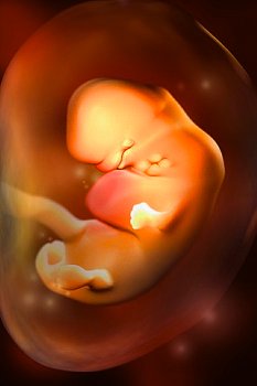 ► Как узнать пол ребенка на раннем сроке беременности? Рассказываем, как определить пол будущего ребенка без УЗИ на самом раннем сроке!