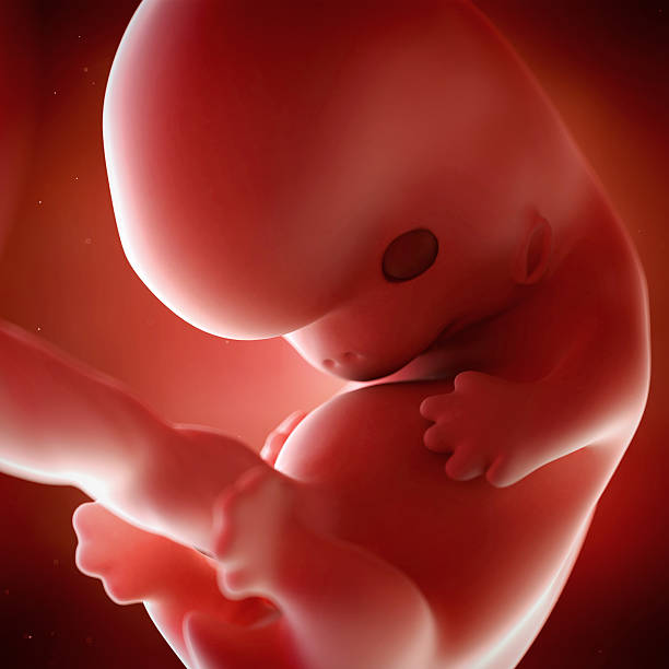 Живот на 8 неделе беременности от зачатия. Изменения на восьмой неделе беременности