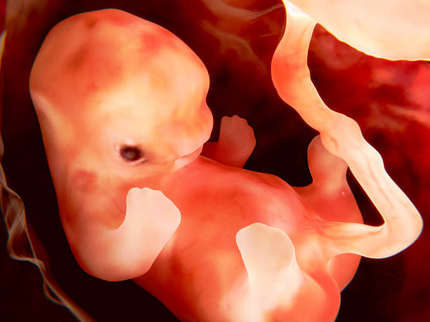 Ребенок в утробе 9 недель ощущения. Какие исследования нужно пройти? Неделя беременности: питание мамы