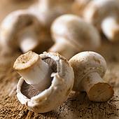 грибы рецепты