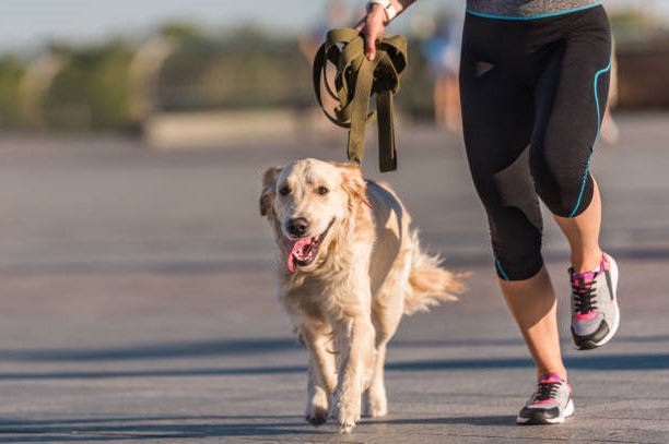 ► Как провести фитнес вместе с собакой?