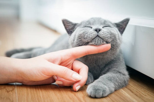 Кошачья лихорадка ► Опасная инфекция шагает по планете
