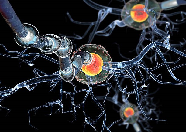 ► Действительно ли восстанавливаются нервные клетки?