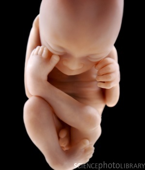 Развитие ребенка в утробе матери развитие мозга thumbnail