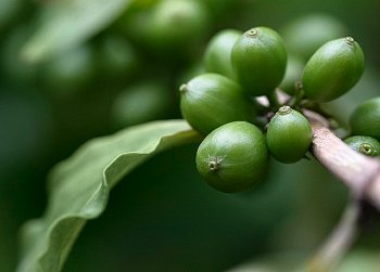 ► Рецепты, отзывы худеющих на зеленом кофе