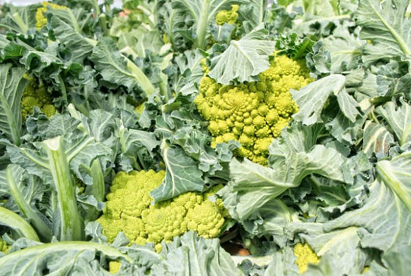 Едим вершки и корешки