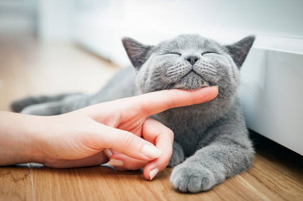 Опасная инфекция шагает по планете: кошачья лихорадка может вызвать миокардит