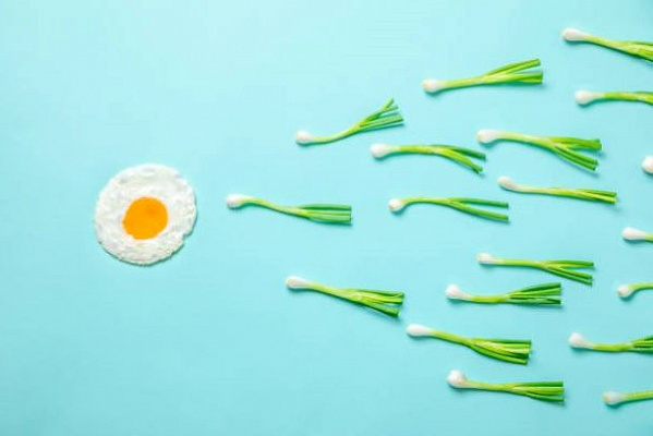 Лучшие продукты для повышения фертильности