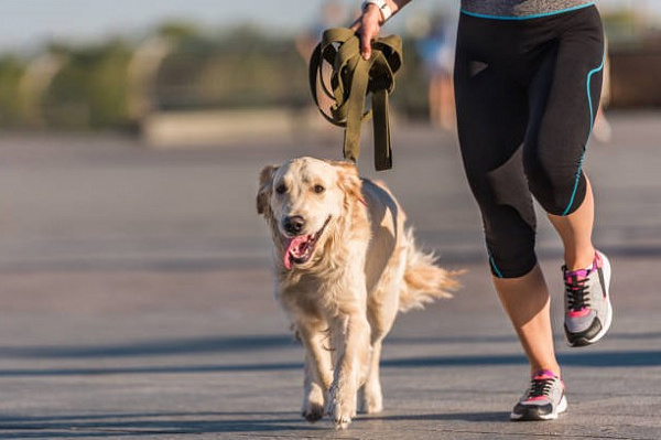 Фитнес вместе с собакой: как провести тренировку?