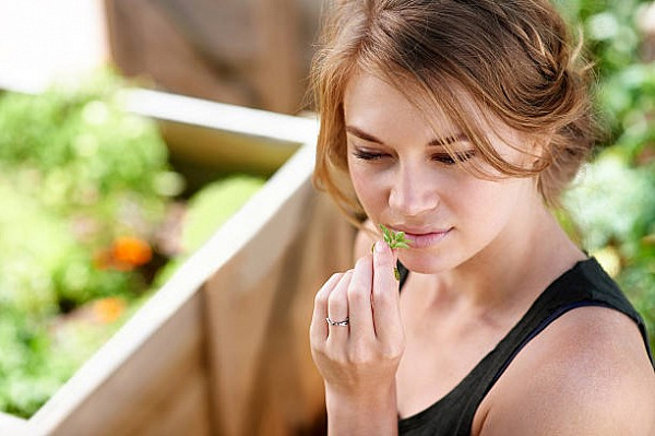 Мята помогает похудеть