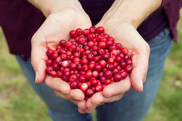 Клюква защитит от диабета и инсульта