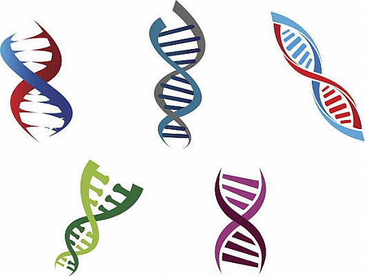 Индивидуальная диета по ДНК