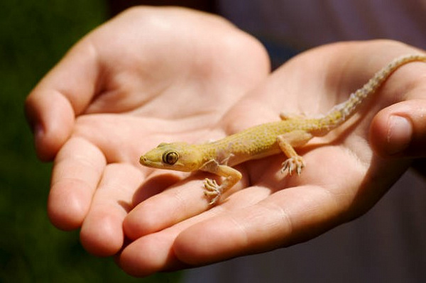 7 органов, которые могут регенерировать