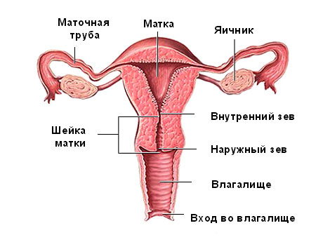 Какая должна быть матка перед месячными